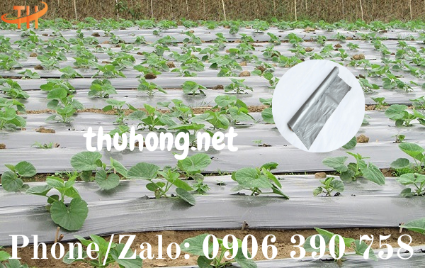 sử dụng màng phủ nong nghiệp diệt cỏ ngừa sâu bệnh
