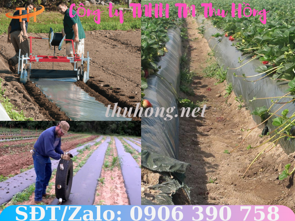 Kỹ thuật trải bạt diệt cỏ