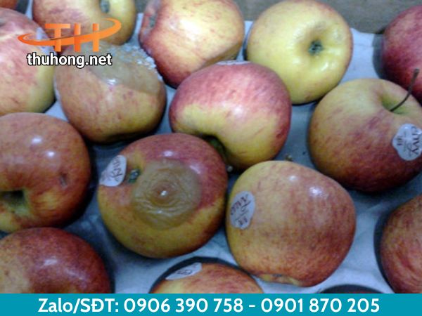 Hoa quả không dùng lưới xốp sẽ dễ hỏng và dễ lây lan Hoa quả không dùng lưới xốp sẽ dễ hỏng và dễ lây lan