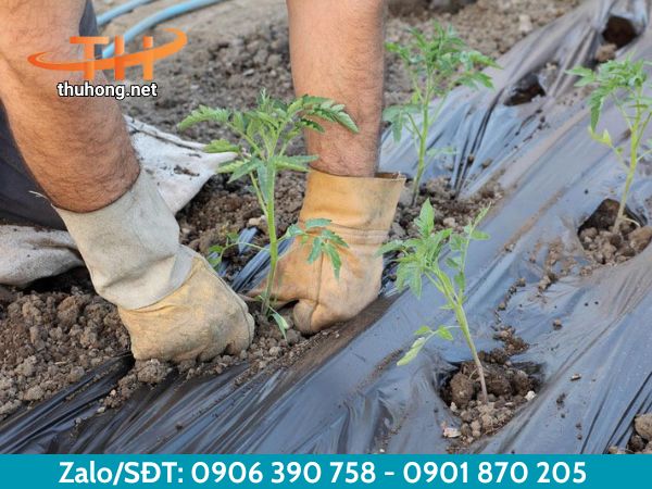 Hướng dẫn sử dụng màng phủ nông nghiệp Hướng dẫn sử dụng màng phủ nông nghiệp