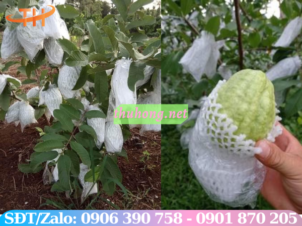 Kỹ thuật bọc ổi mang lại hiệu quả kinh tế cao cho nhà vườn