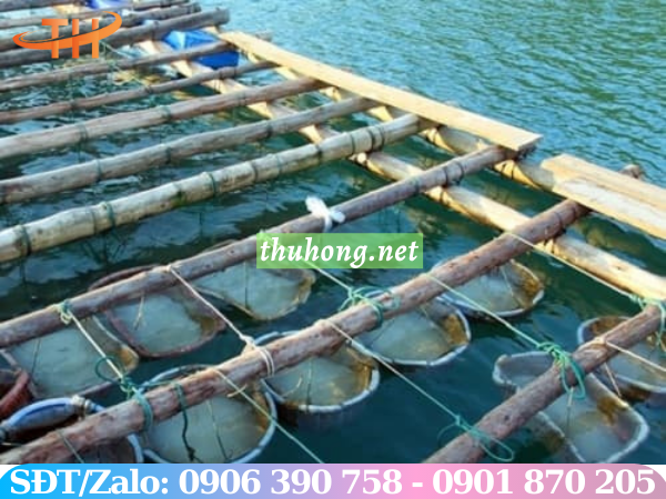 Phương pháp nuôi ngao bằng rổ nhựa dạng treo