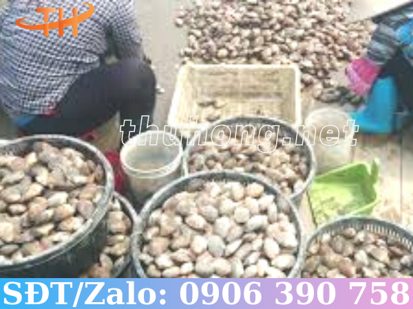 Kỹ thuật nuôi ngao đơn giản với rổ nhựa