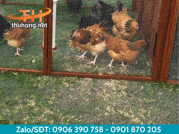 Làm chuồng gà bằng lưới cước nhựa trắng Làm chuồng gà bằng lưới cước nhựa trắng
