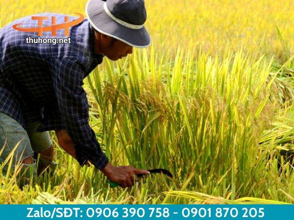 Làm ruộng làm vườn bằng liềm 7 thép Làm ruộng làm vườn bằng liềm 7 thép