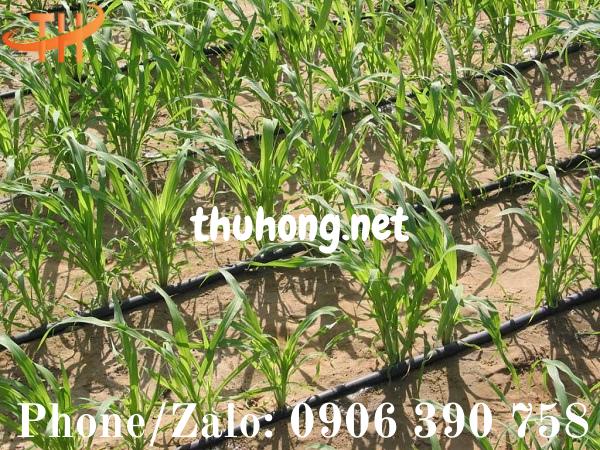lợi ích của ống tưới nhỏ giọt