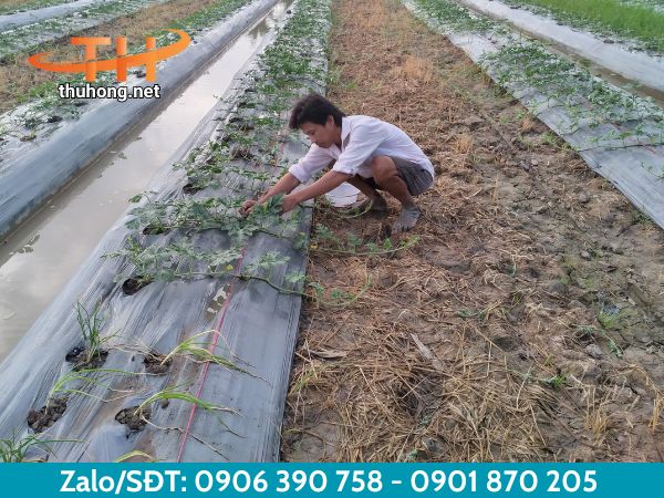 Lợi ích khi sử dụng màng phủ nông nghiệp Lợi ích khi sử dụng màng phủ nông nghiệp