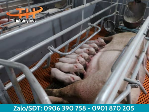 Lựa chọn sàn nhựa cho chuồng heo hợp lý Lựa chọn sàn nhựa cho chuồng heo hợp lý