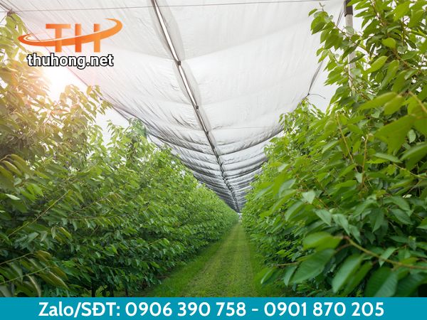 Lưới che nắng đem lại nhiều lợi ích cho cây trồng Lưới che nắng đem lại nhiều lợi ích cho cây trồng
