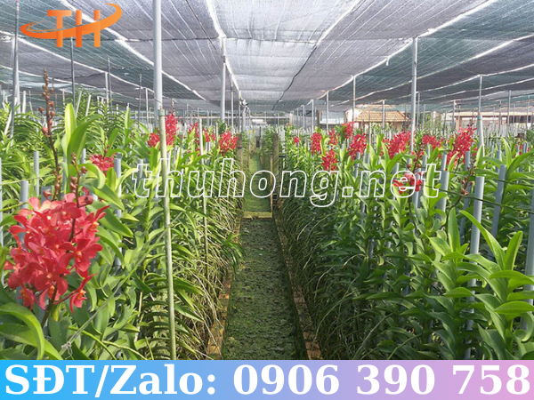 Ứng dụng lưới che cho vườn lan
