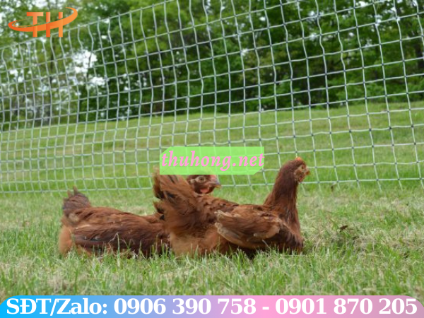 Lưới cước quây chuồng gà vịt
