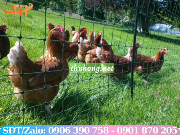 Lưới cước quây chuồng nuôi gà vịt