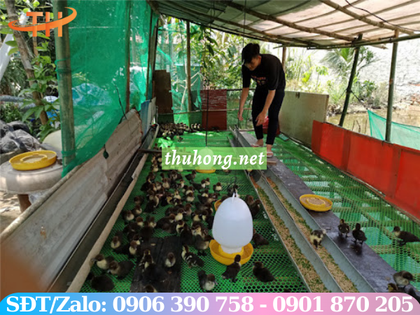 sử dụng lưới nhựa cứng để lót sàn chăn nuôi gia cầm