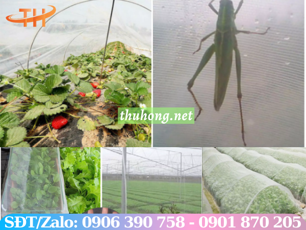 Lưới mùng che chắn côn trùng sâu bọ trồng rau