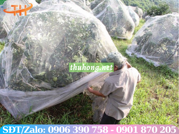 Lưới mùng trùm cây ăn trái