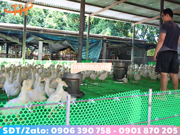 Lưới nhựa mắt cáo nuôi vịt