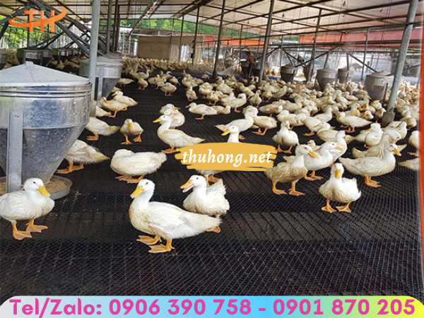 Quy cách minh họa 1 cuộn lưới nhựa mắt cáo