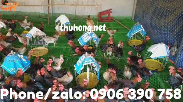 chuồng gà được lót sàn bằng lưới nhựa cứng