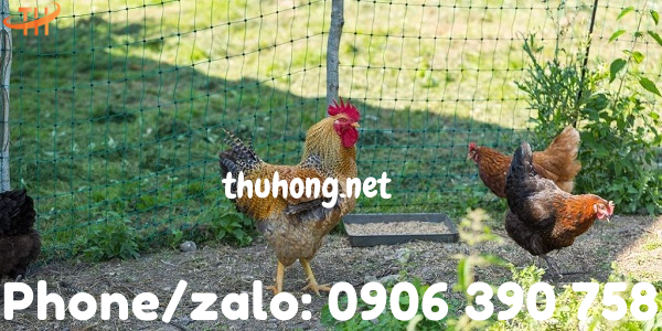 lưới cước rào chuồng gà vịt