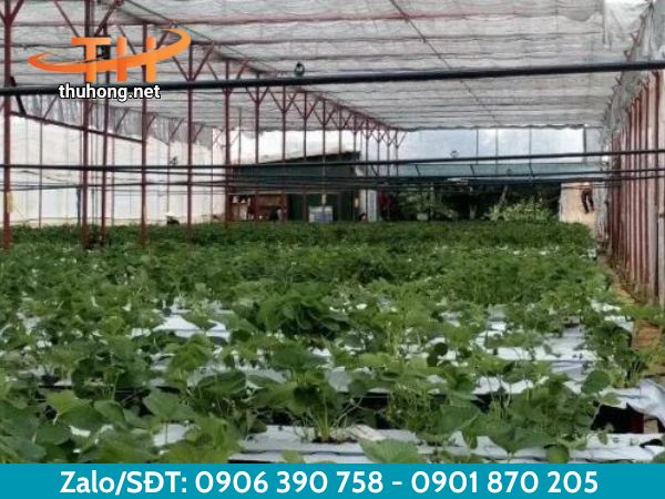Lưới Thái Lan cho vườn cây Lưới Thái Lan cho vườn cây
