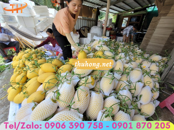 Lưới xốp bọc dưa lưới màu trắng