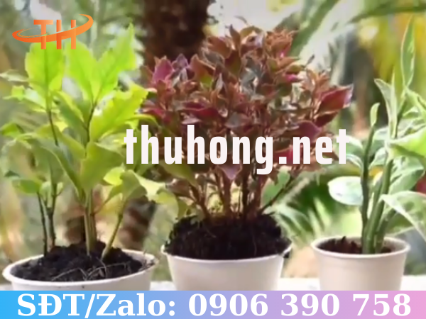 Ly bã mía tự phân hủy nhanh