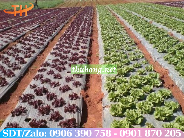 Màng nhựa phủ luống đất trồng