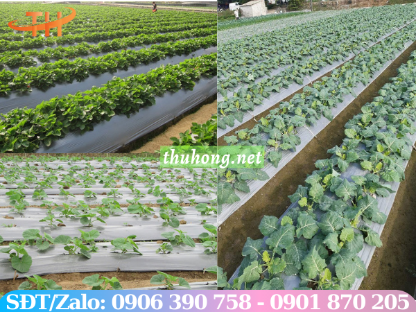 Màng phủ nilon phủ luống đất trồng trọt