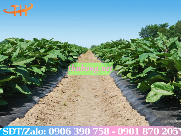 Màng nông nghiệp phủ luống đất cây trồng