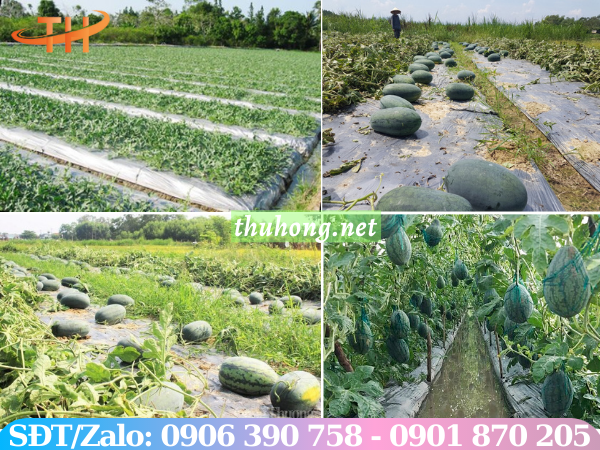 Màng phủ đất trồng dưa hấu