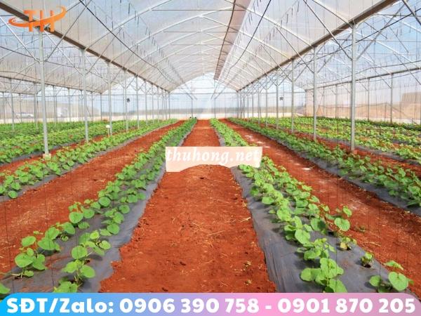 dùng bạt nilon phủ đất trồng trọt hiệu quả