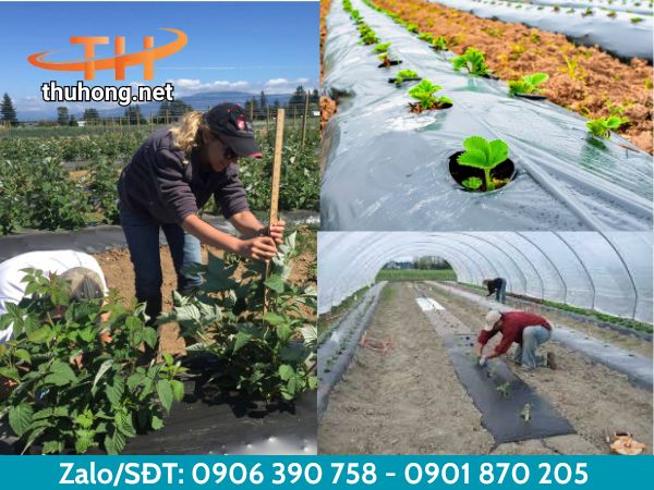 Màng phủ nông nghiệp có vai trò quan trọng trong nông nghiệp Màng phủ nông nghiệp có vai trò quan trọng trong nông nghiệp