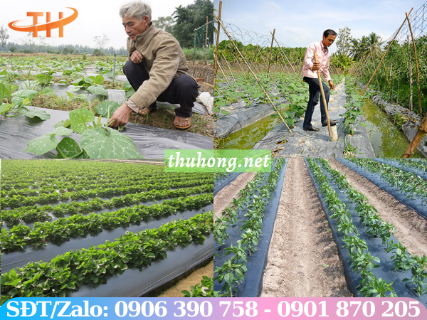 Màng phủ nông nghiệp phủ đất trồng trọt
