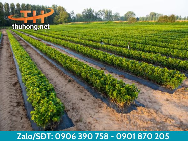 Màng phủ nông nghiệp mang lại nhiều lợi ích Màng phủ nông nghiệp mang lại nhiều lợi ích