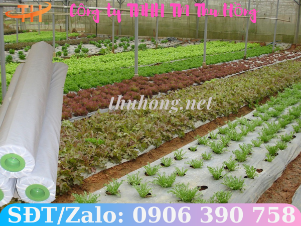 màng phủ nông nghiệp trải luống trồng rau