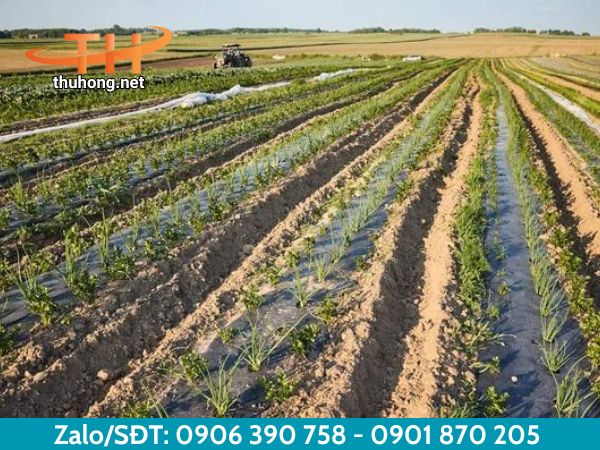Màng phủ nông nghiệp trong trồng trọt Màng phủ nông nghiệp trong trồng trọt
