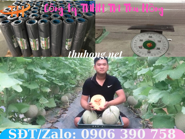 Màng phủ diệt cỏ trong nông nghiệp