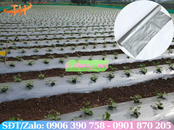 Màng phủ nông nghiệp màu bạc phản quang