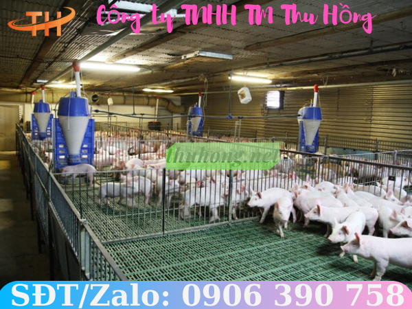 làm chuồng heo với sàn nhựa