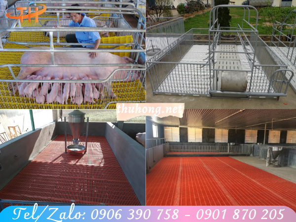 mô hình nuôi heo bằng sàn nhựa