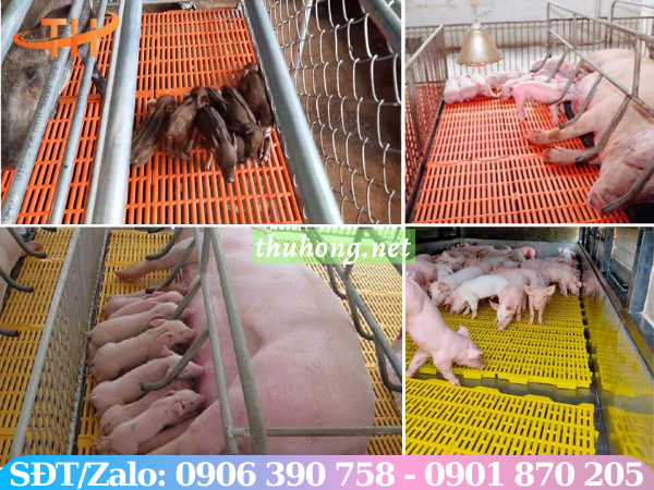 mô hình nuôi heo trên sàn nhựa