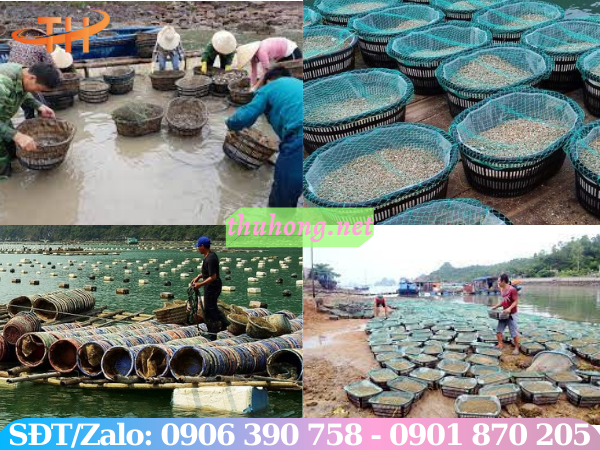 Mô hình nuôi ngao - hải sản với rổ nhựa