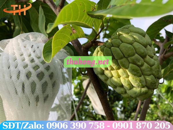 Dùng mút xốp giúp bảo vệ trái cây trên cành