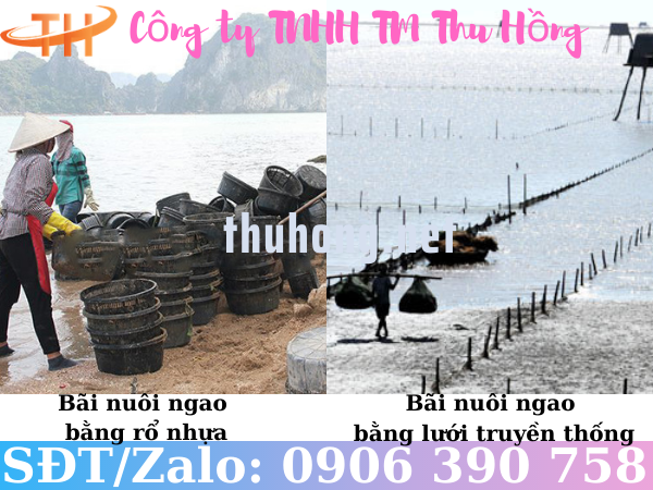 Nuôi ngao bằng rổ nhựa