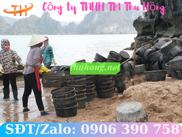 Ngư dân áp dụng nuôi ngao với rổ nhựa