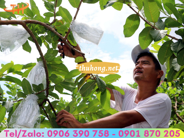 Nhu cầu dùng lưới xốp bọc ổi