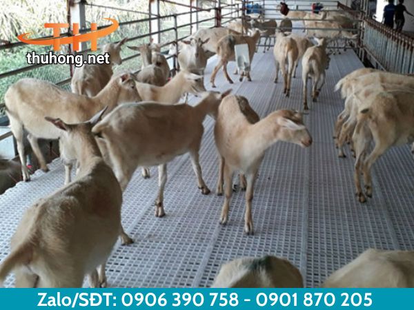 Nhu cầu sử dụng sàn nhựa chăn nuôi Nhu cầu sử dụng sàn nhựa chăn nuôi