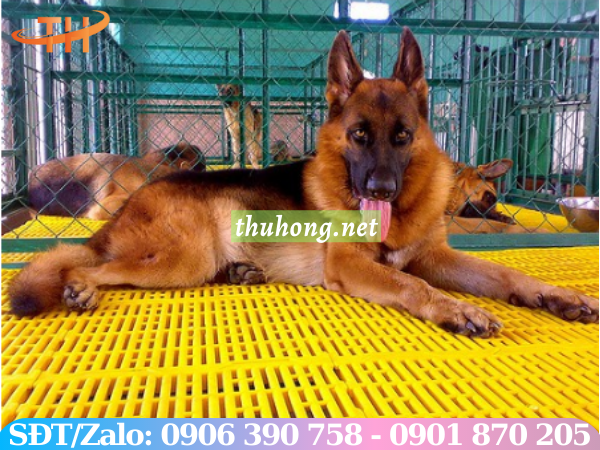 Tấm nhựa lót sàn nuôi chó