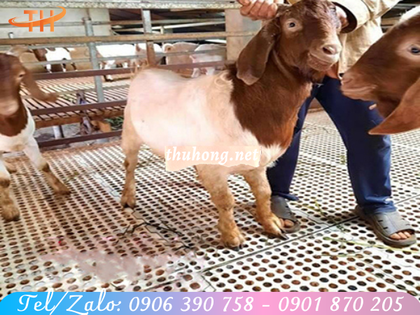 Nuôi dê trên sàn nhưa
