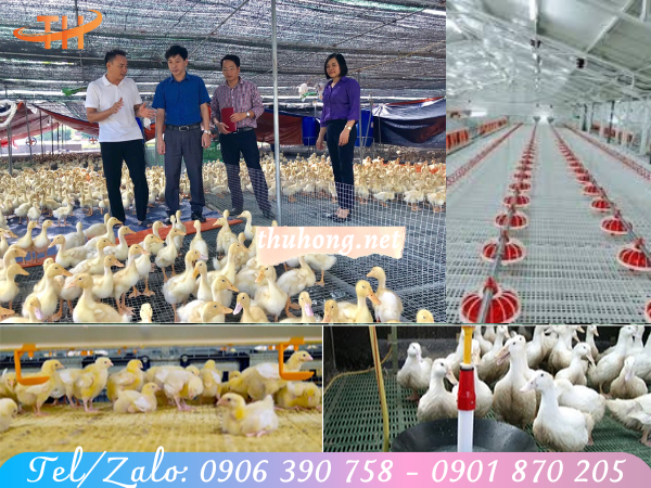 nuôi gà vịt trên sàn nhựa